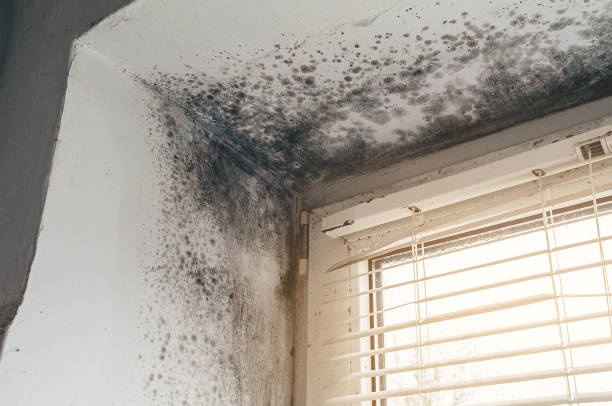 Trusted Attic Mold Removal service in Pequannock, NJ - Cheap Mold Removal
